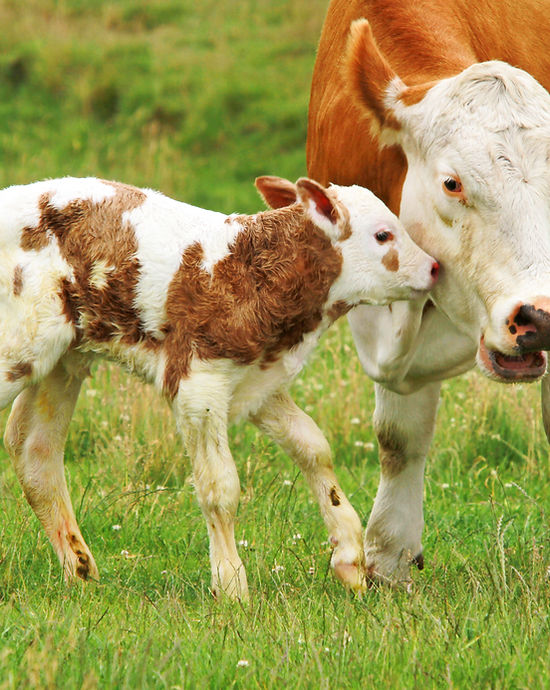 About Bosque Farms Communi